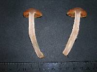 Cortinarius testaceofolius image