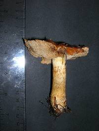 Cortinarius variosimilis image