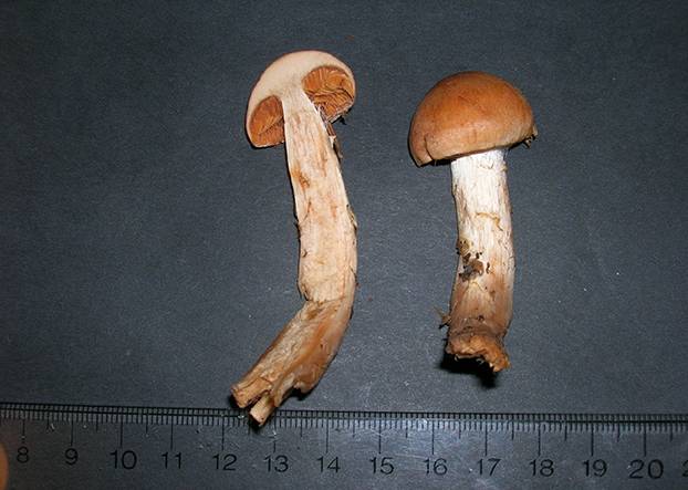 Cortinarius solis-occasus image