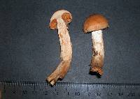 Cortinarius solis-occasus image