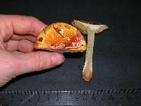 Cortinarius aureofulvus image