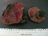 Cortinarius cupreorufus image