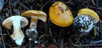 Cortinarius callimorphus image