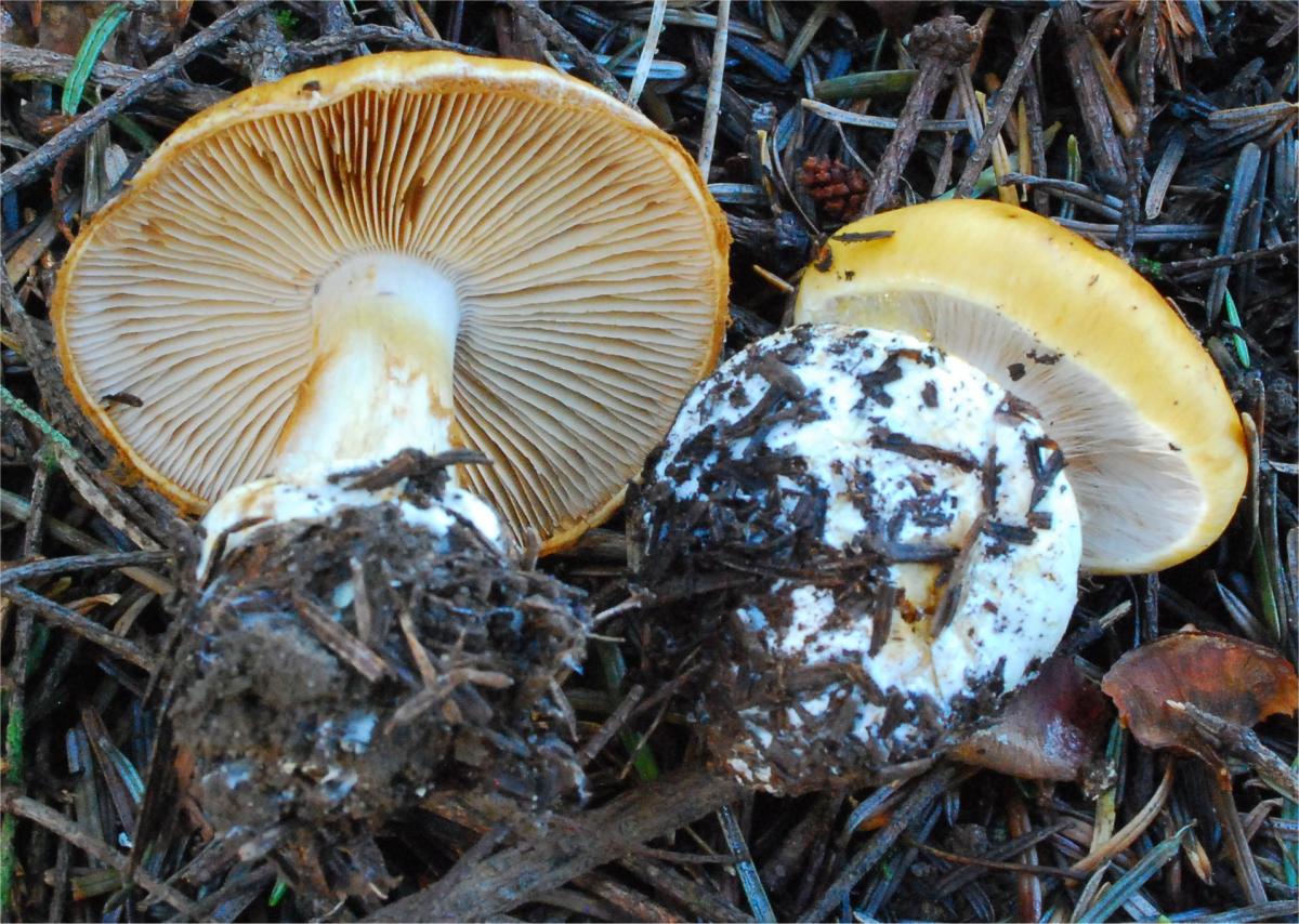 Cortinarius callimorphus image