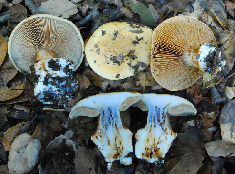 Cortinarius xanthodryophilus image