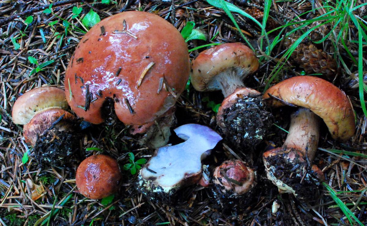 Cortinarius mikedavisii image