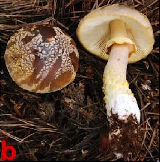 Amanita augusta image