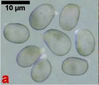 Amanita augusta image