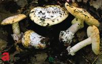 Amanita vernicoccora image