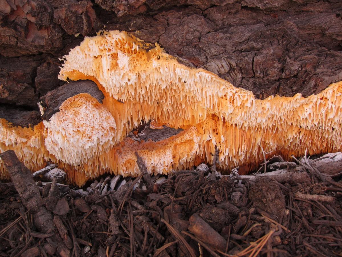 Pycnoporellus alboluteus image