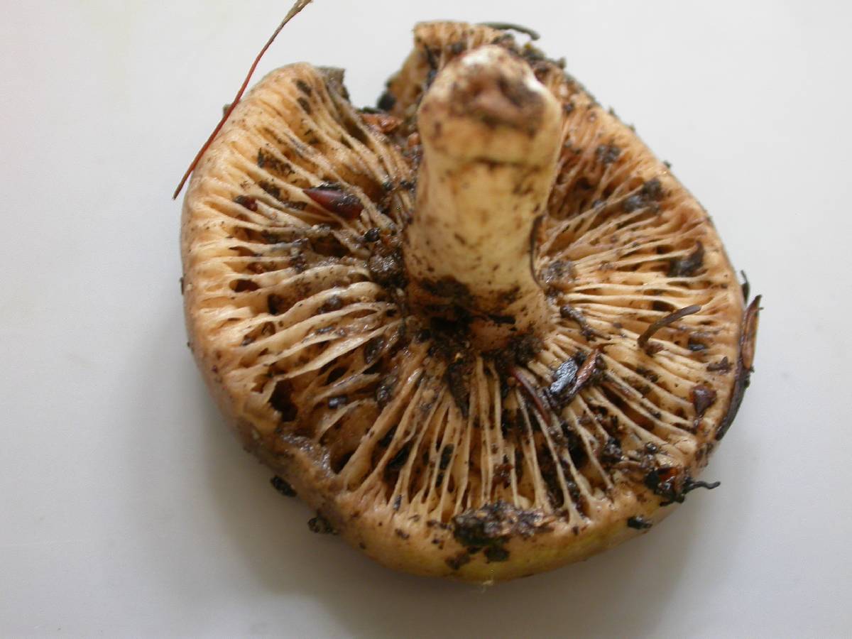 Lactarius desjardinii image