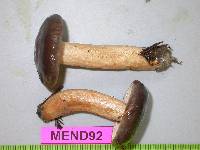 Lactarius kauffmanii image