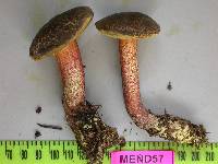 Xerocomellus mendocinensis image