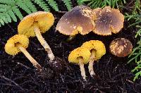 Lepiota luteophylla image