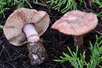 Lepiota rhodophylla image