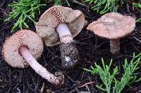 Lepiota rhodophylla image