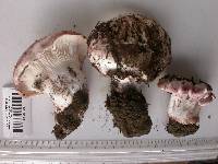 Hygrophorus purpurascens image