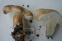 Pluteus petasatus image