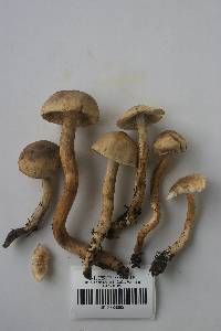 Tricholoma aurantio-olivaceum image