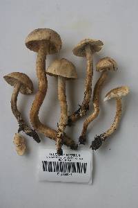 Tricholoma aurantio-olivaceum image