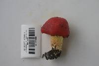 Hygrocybe laetissima image