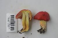 Hygrocybe laetissima image