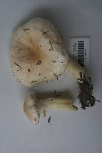 Hygrophorus fragrans image