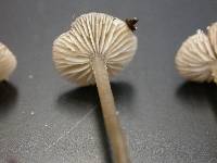 Gamundia striatula image