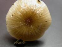 Gamundia striatula image