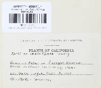 Uromyces viciae-fabae var. viciae-fabae image