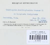 Uredinopsis struthiopteridis image