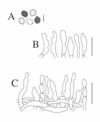 Pseudobaeospora deckeri image