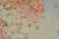 Agrocybe retigera image