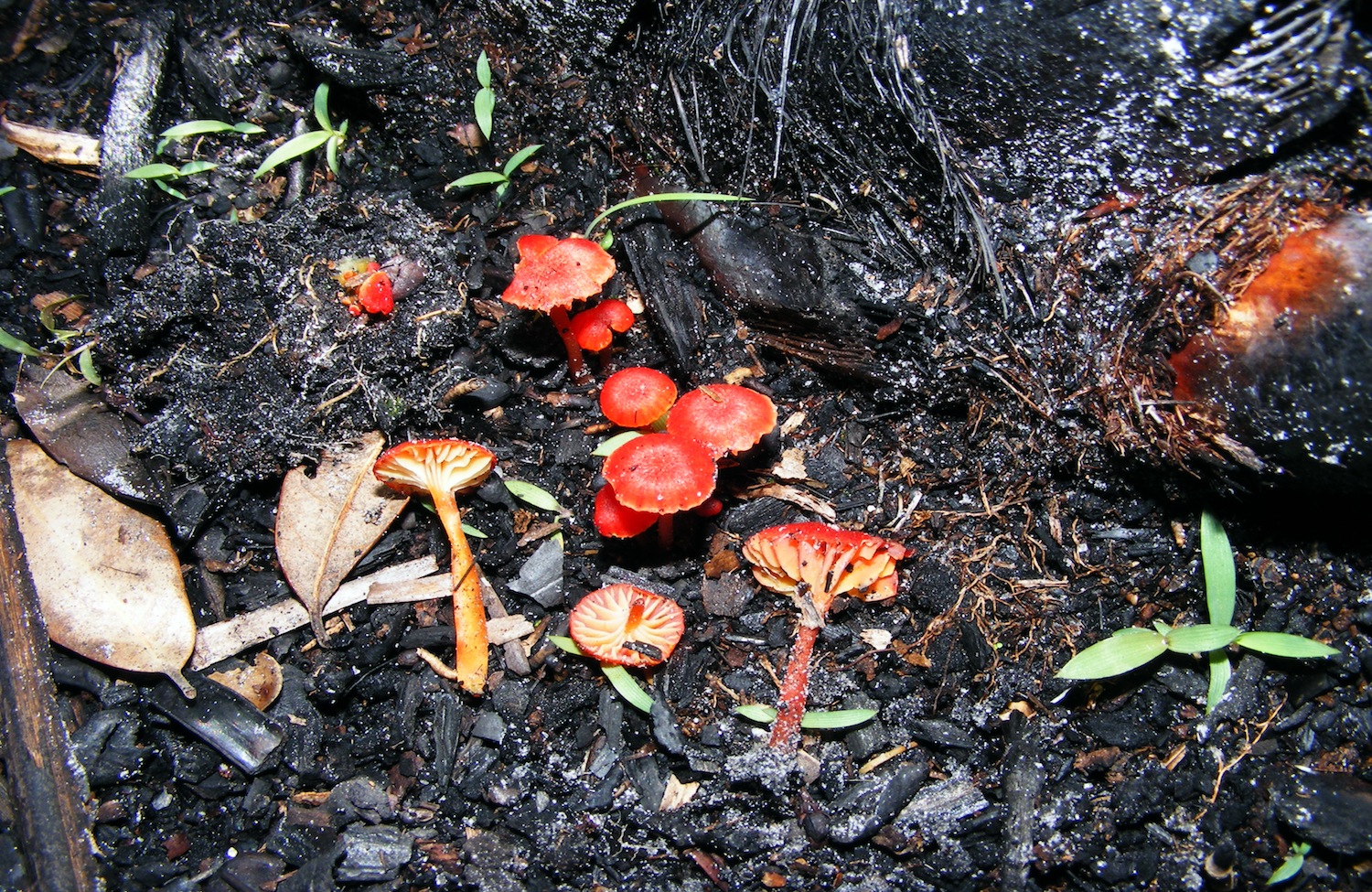 Hygrocybe subminutula image