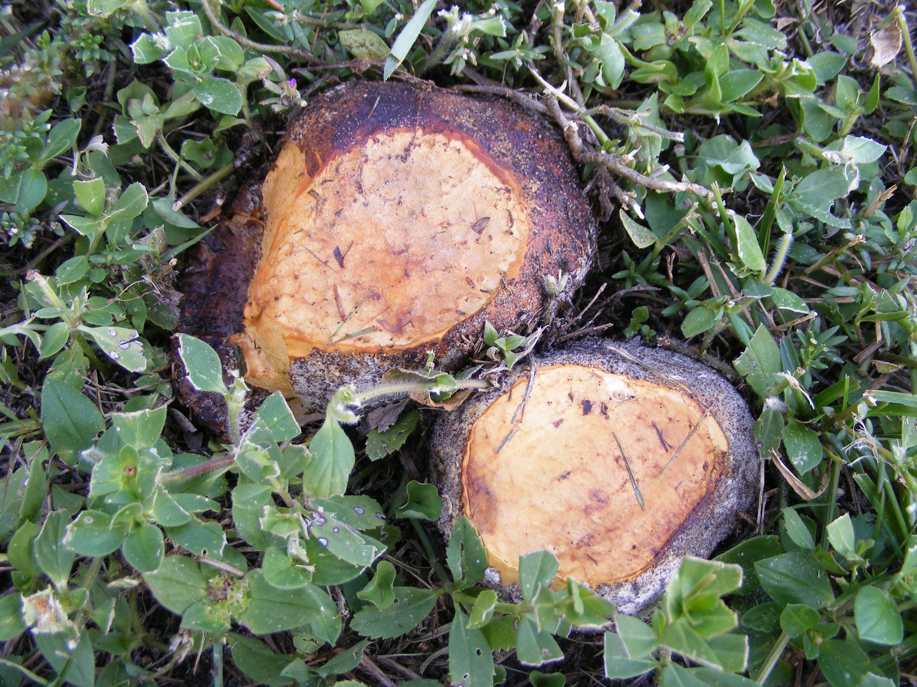 Calvatia bicolor image