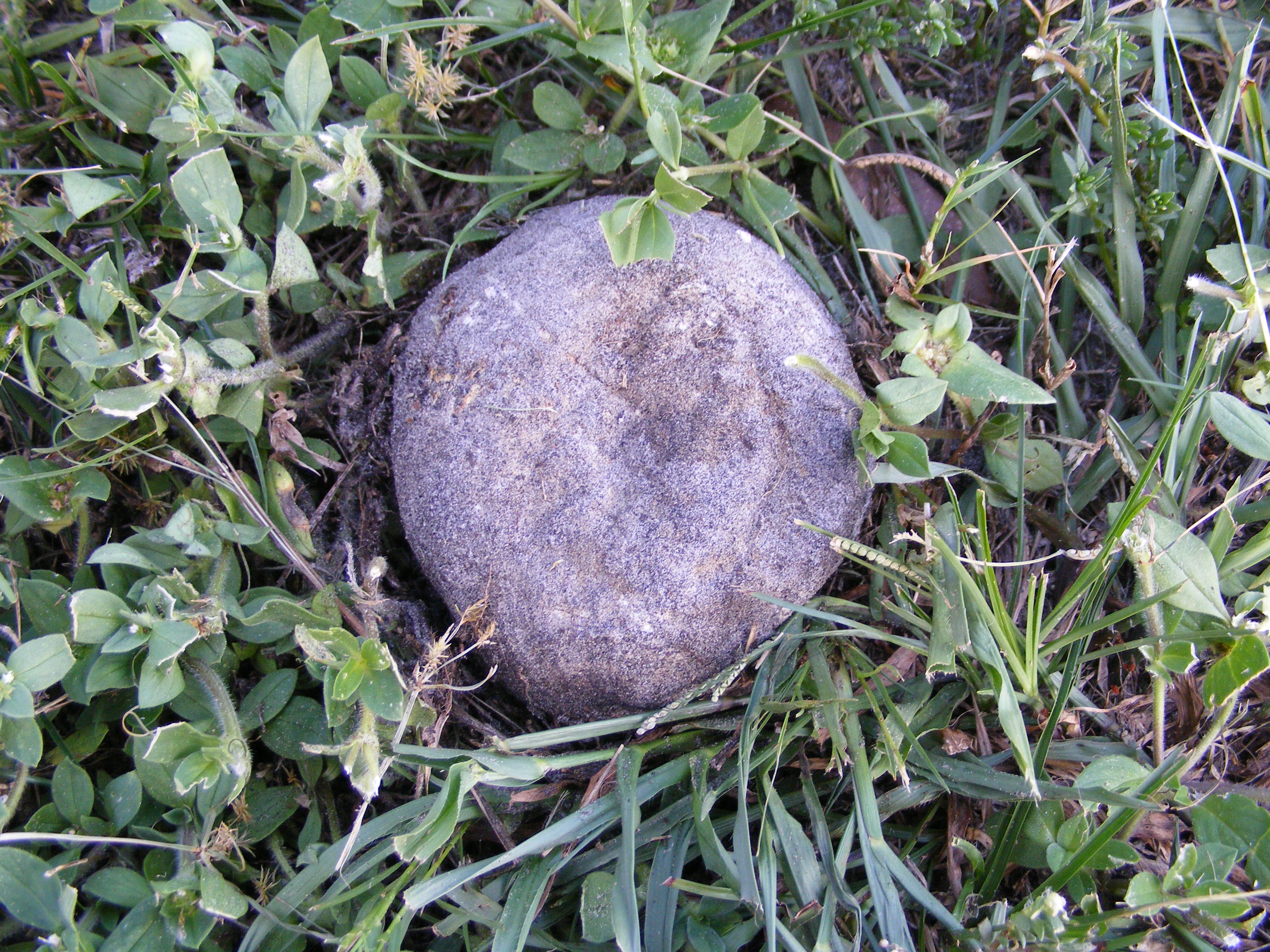 Calvatia bicolor image