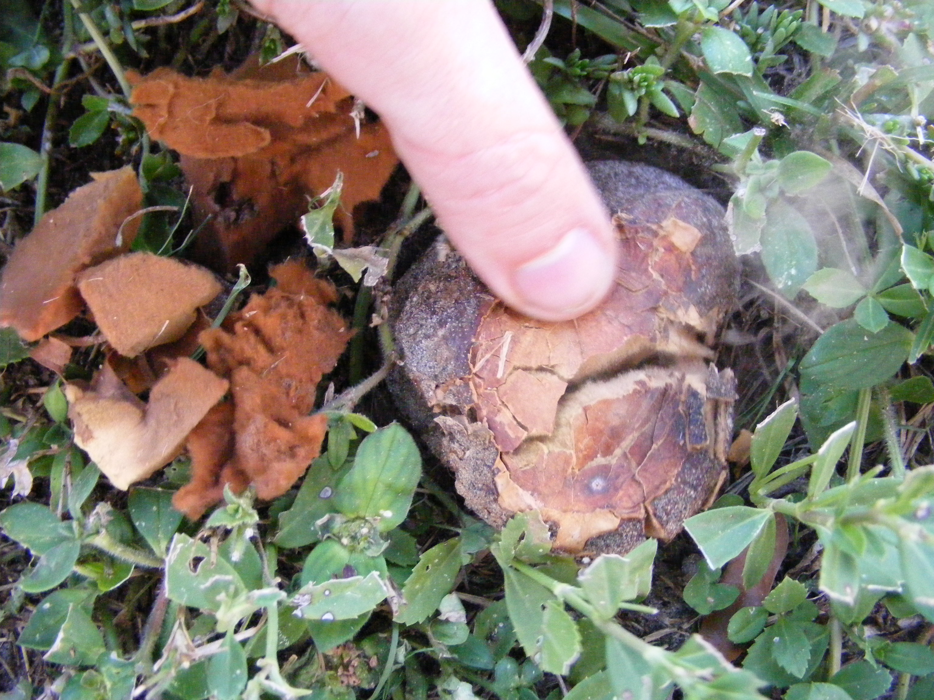 Calvatia bicolor image