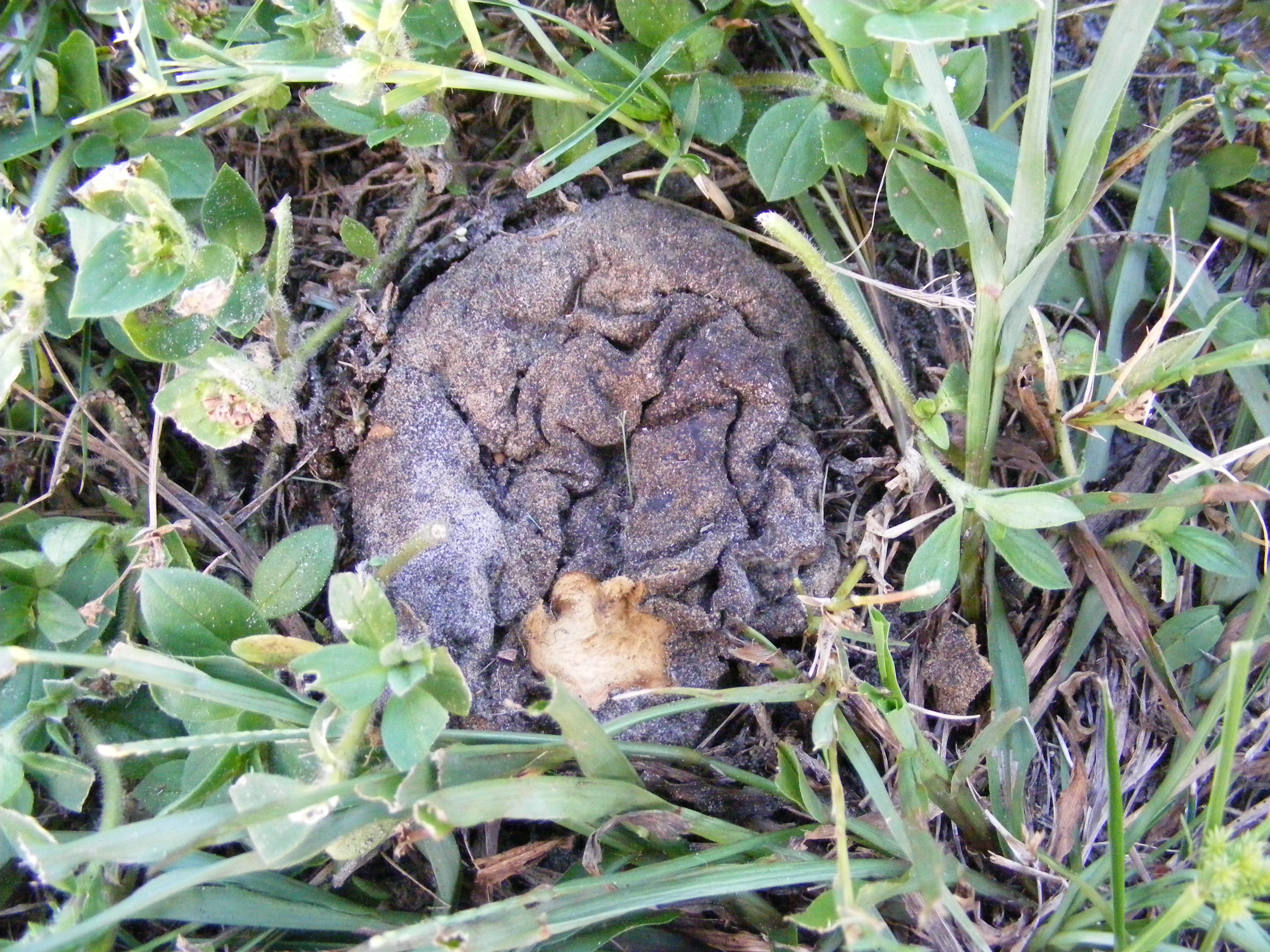 Calvatia bicolor image