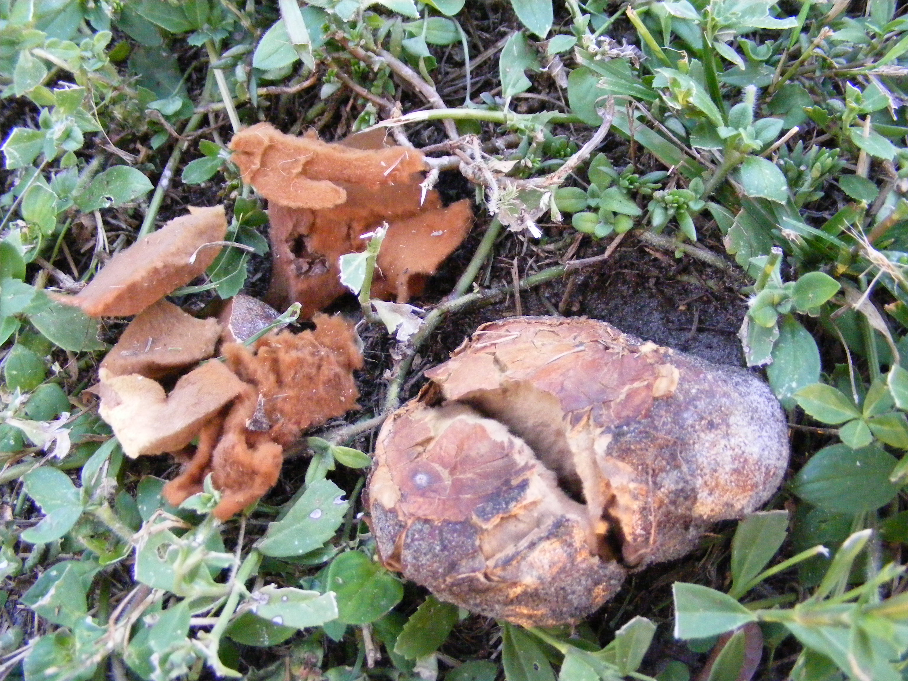 Calvatia bicolor image