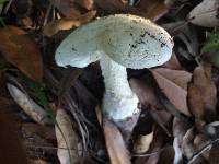 Amanita cokeri image