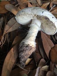 Amanita cokeri image