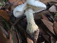 Amanita cokeri image