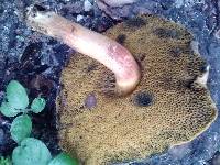 Boletus fraternus image