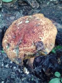 Boletus fraternus image