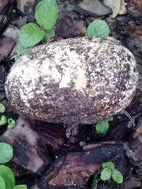 Calvatia bicolor image