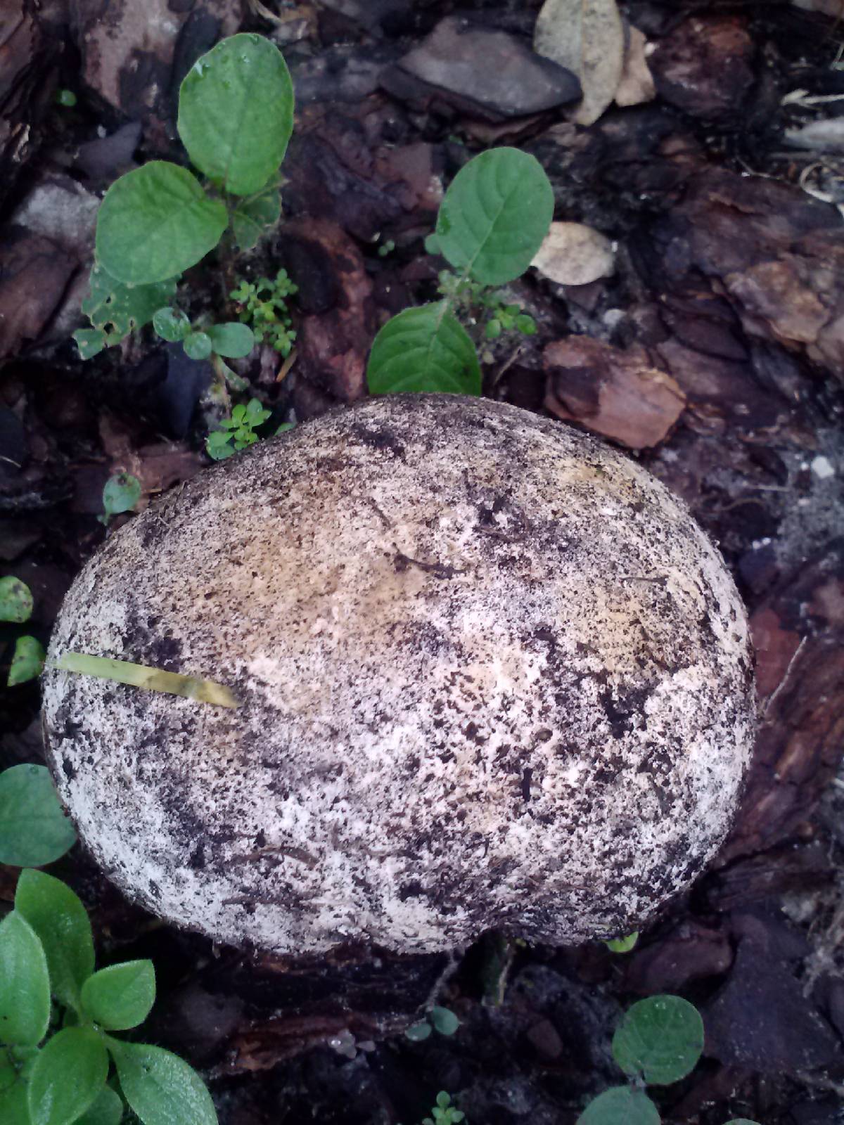 Calvatia bicolor image