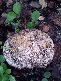 Image of Calvatia bicolor