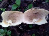 Calvatia bicolor image