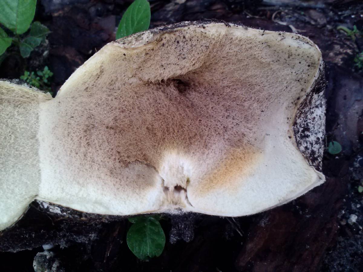 Calvatia bicolor image