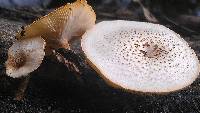 Lentinus tigrinus image